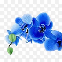 蓝色兰花素材PNG