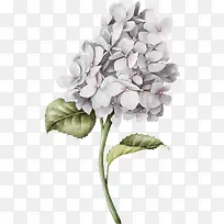 一簇手绘花朵