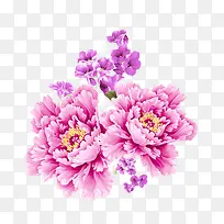 粉色植物花朵装饰