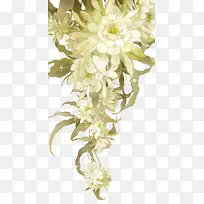 一朵白色牡丹花