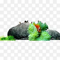 海底世界绿藻