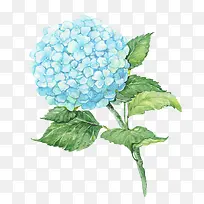 蓝色美丽的花朵装饰