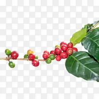红色的一串咖啡果和树叶实物