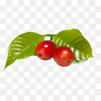 两个红色成熟反光的咖啡果实物