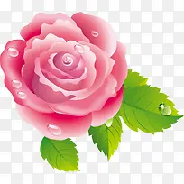 唯美粉色玫瑰花
