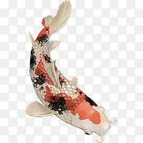 中国风彩绘锦鲤鱼富贵鱼矢量图