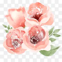 水彩绘4朵粉色玫瑰花矢量图