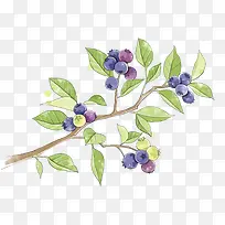 草本植物树枝蓝莓