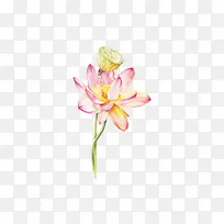 美丽的粉色荷花莲子