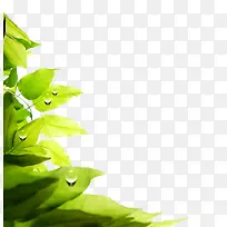 绿色清新露珠树叶装饰图案