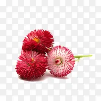 红色的海棠花