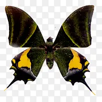 黄色燕尾蝶