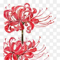 中国风红花PNG免扣