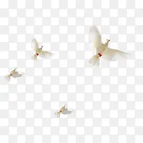 白色和平鸽飞翔