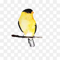 手绘水彩黄色小鸟