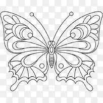美丽的展翅的蝴蝶