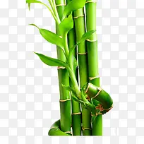 新鲜的竹子
