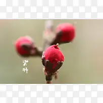 春天 四月 清明节 青团 海报 背景25