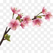 树枝桃花