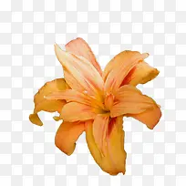 一朵百合花