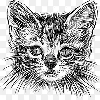 矢量手绘速写猫咪猫头像图形