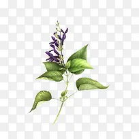 紫色的手绘植物
