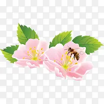 粉色樱花