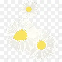 白色雏菊矢量设计图