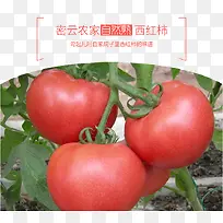 西红柿背景图片