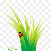 绿色小草瓢虫