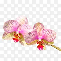 粉白色精美兰花植物
