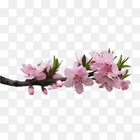 桃花盛开图像