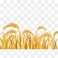 丰收季节金黄色麦穗