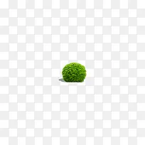 球状绿色植物