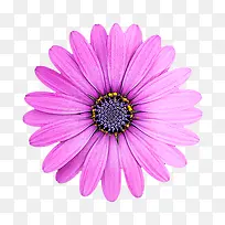 紫色花朵野菊花