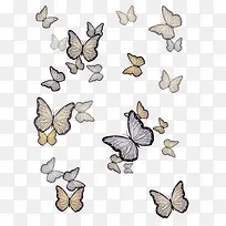 飞舞的蝴蝶们