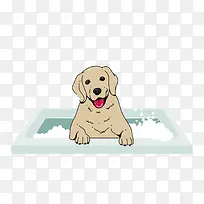 小狗在浴池洗澡