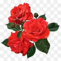 红色带刺玫瑰