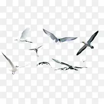 白鸽自由飞翔的小鸟