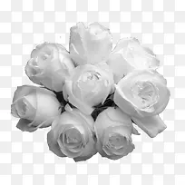 八枝白色玫瑰花儿