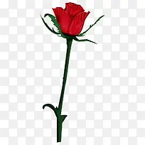 唯美红色玫瑰花PSD分层素材