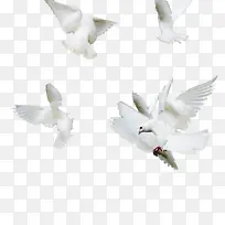 飞鸽鸽子图案 白色和平鸽