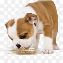 可爱小型宠物狗吃狗粮