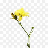 水彩黄色百合花