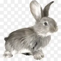 灰色的卡通小兔子