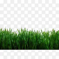 绿色长草丛沾水实拍图片