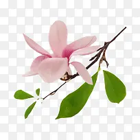 粉红色香味分支带绿叶的玉兰花瓣