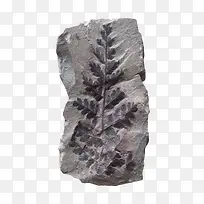 灰色石头上的树叶化石实物