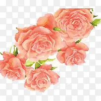 手绘粉色月季花