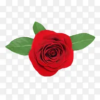 红色鲜艳的带叶的玫瑰的一朵大花